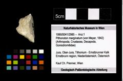 Foto (Objekt + Etikett) von Pithonoton marginatum (von Meyer, 1842)  (NHMW-GEO-1990-0041-2985)